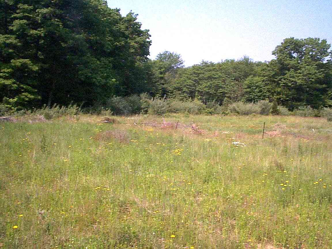 Secondary Succession Ecological Succession WebQuest