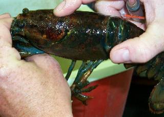 Lobster with soft shell disease