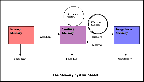 Stage Model of Memory. Organization and Retrieval in the Long Term Memory 